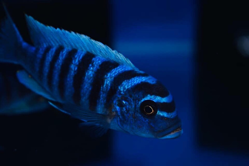 Maylandia zebra 'Narungu'